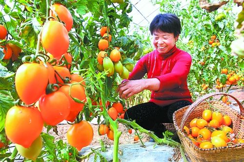“公司+合作社+农户”的运营模式并不难！