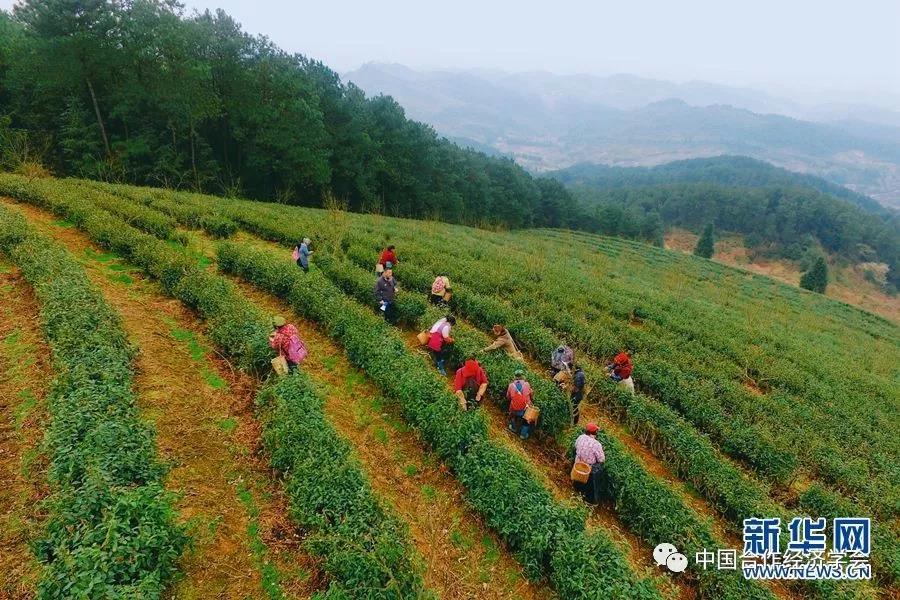 人民日报：合作社要发挥好“一把筷子”的力量