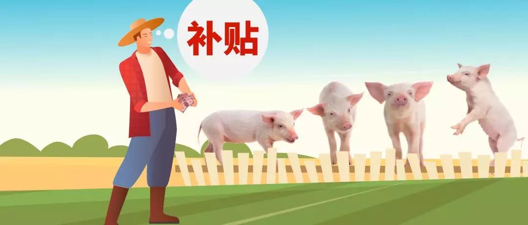养猪新政来了！养50头猪竟有如此多的补贴！