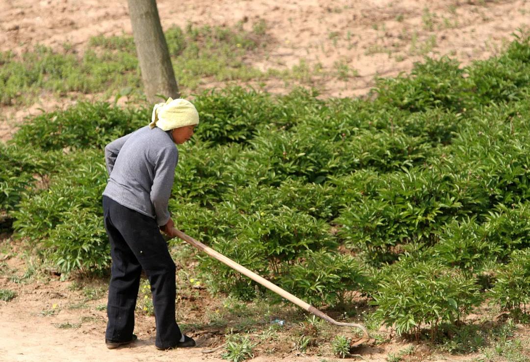 自己开垦荒地可以确权吗？种植作物能拿补贴吗？新消息来了~