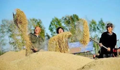 两会提出：农业补贴按实测面积而定！