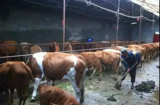 养牛与养羊的区别！你会选择那个？
