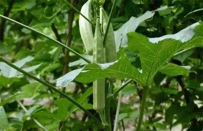 2021年什么蔬菜价格高？2021年种植什么蔬菜前景好？
