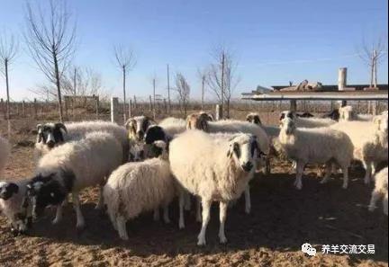 羊市走势：羊价何时上涨？